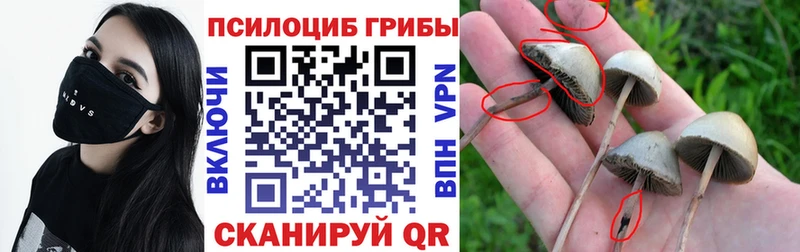 Псилоцибиновые грибы мицелий  Андреаполь 